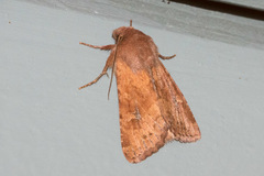 Apamea inficita