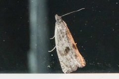 Hystrichophora asphodelana
