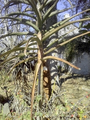 Liliopsida