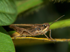 Aiolopus thalassinus