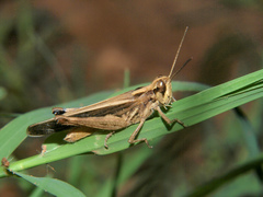 Aiolopus thalassinus