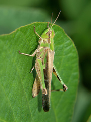 Aiolopus thalassinus