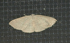 Poecilasthena anthodes