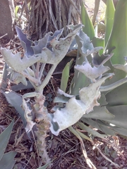 Angiospermae