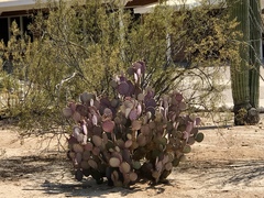 Opuntia santa-rita