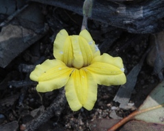 Goodenia convexa