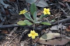 Goodenia convexa