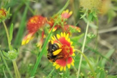 Svastra obliqua obliqua