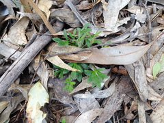 Xanthosia huegelii