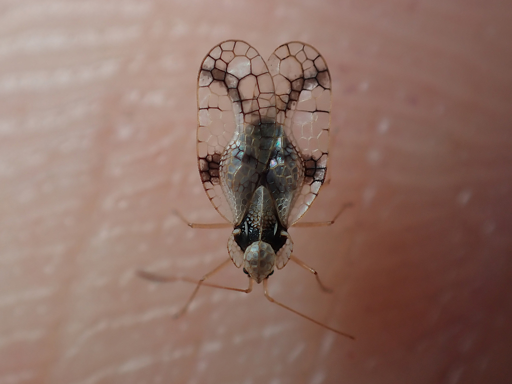 Stephanitis oberti