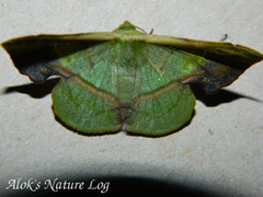 Fascellina plagiata
