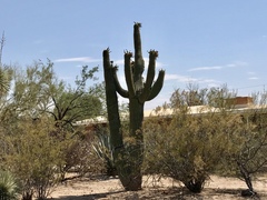 Carnegiea gigantea
