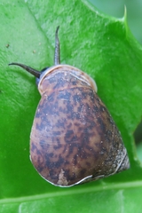 Pythia