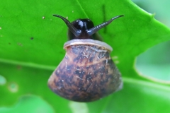 Pythia