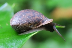 Pythia