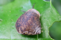 Pythia