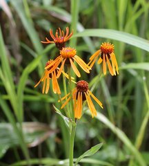Tephroseris flammea