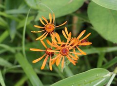 Tephroseris flammea