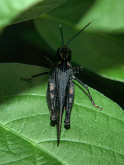 Heteropternis thoracica