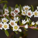 Grampians Heath Myrtle - Photo (c) Ron Greer, some rights reserved (CC BY-NC), uploaded by Ron Greer