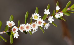 Thryptomene calycina