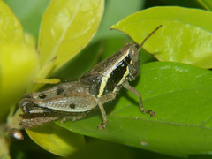 Phaeocatantops solitarius