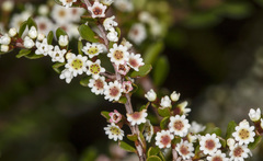 Thryptomene calycina