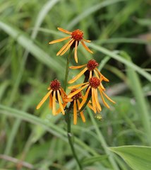 Tephroseris flammea