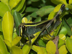 Heteracris attenuata