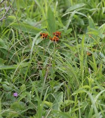 Tephroseris flammea