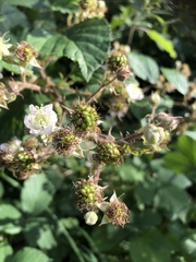 Rubus fruticosus