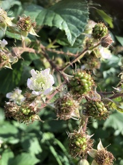 Rubus fruticosus