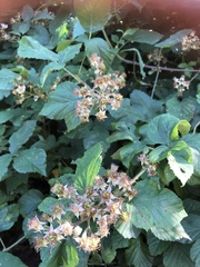 Rubus fruticosus