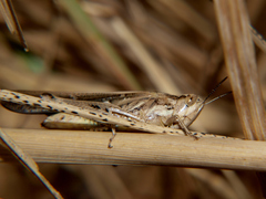 Aiolopus thalassinus