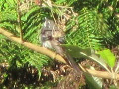 Rhipidura albiscapa alisteri