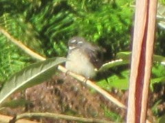 Rhipidura albiscapa alisteri