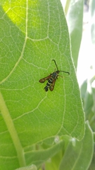 Synanthedon chrysidipennis