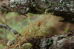 Biatoropsis usnearum