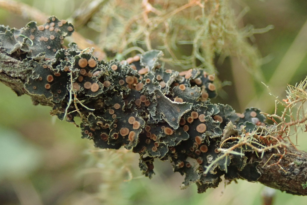 Leioderma erythrocarpum