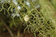 Usnea angulata