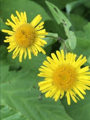 Inula