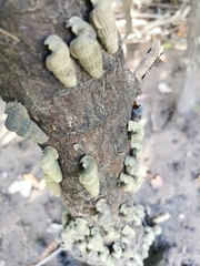 Cerithidea decollata