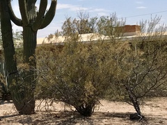 Larrea tridentata