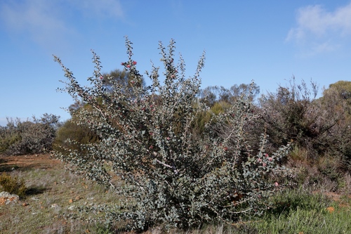 Image of Grevillea insignis by (c) Margaret Langley, some rights reserved (CC BY)