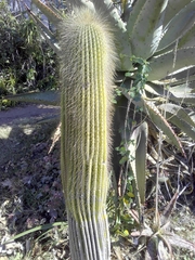 Cephalocereus polylophus