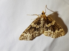 Electrophaes corylata