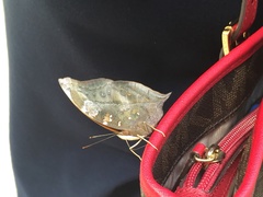 Doleschallia bisaltide