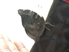 Doleschallia bisaltide