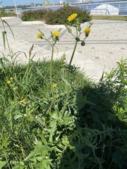 Sonchus oleraceus
