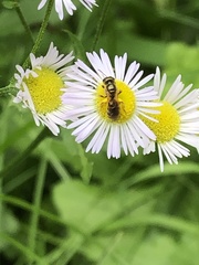 Halictus aerarius